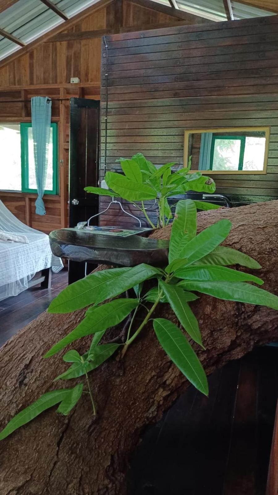 Lodge Playa Grande & Tree House Cahuita