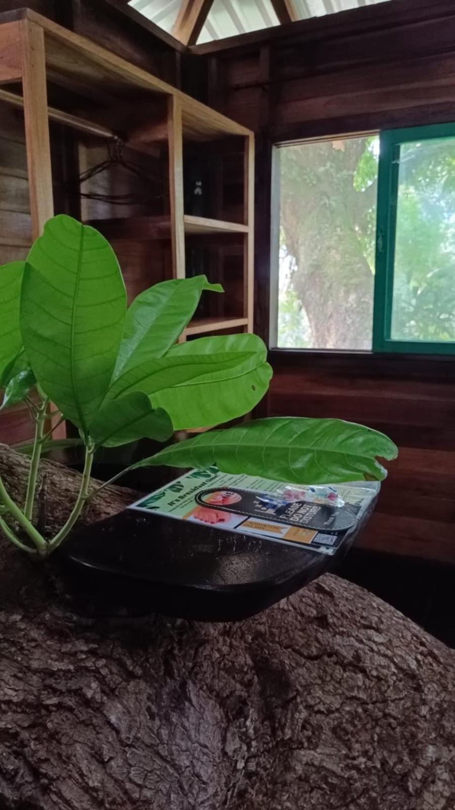 Playa Grande & Tree House Lodge