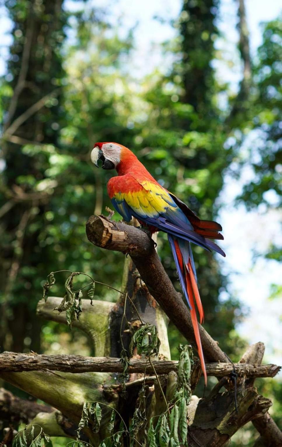 Playa Grande & Tree House Lodge