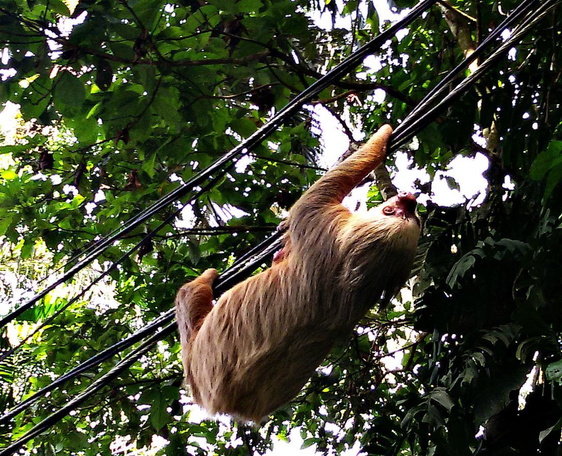 Lodge Playa Grande & Tree House Cahuita