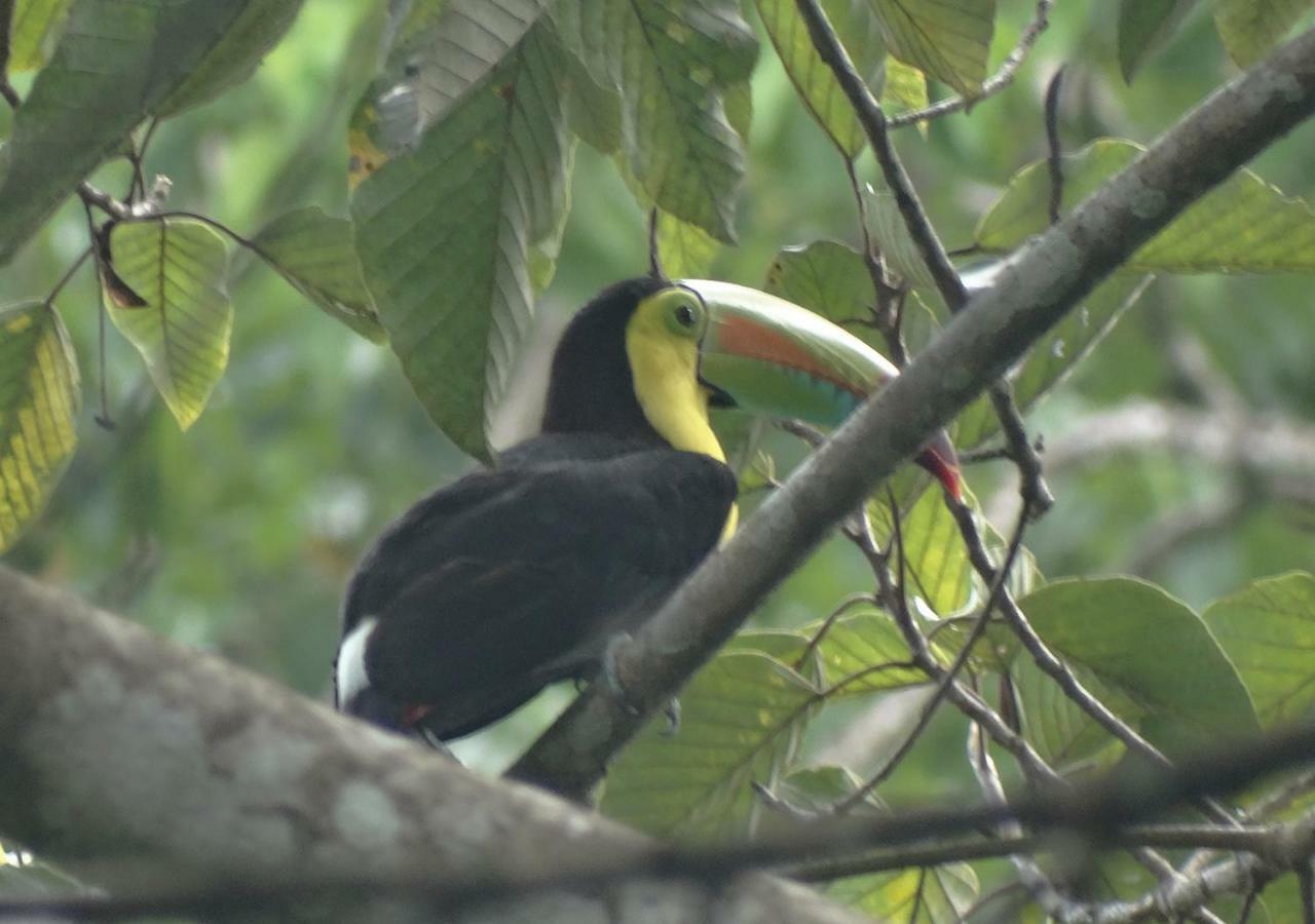 Playa Grande & Tree House Cahuita